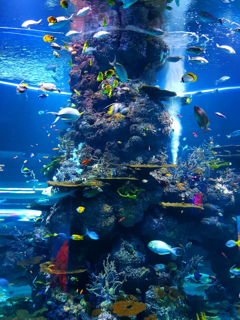 Shoal of fish underwater